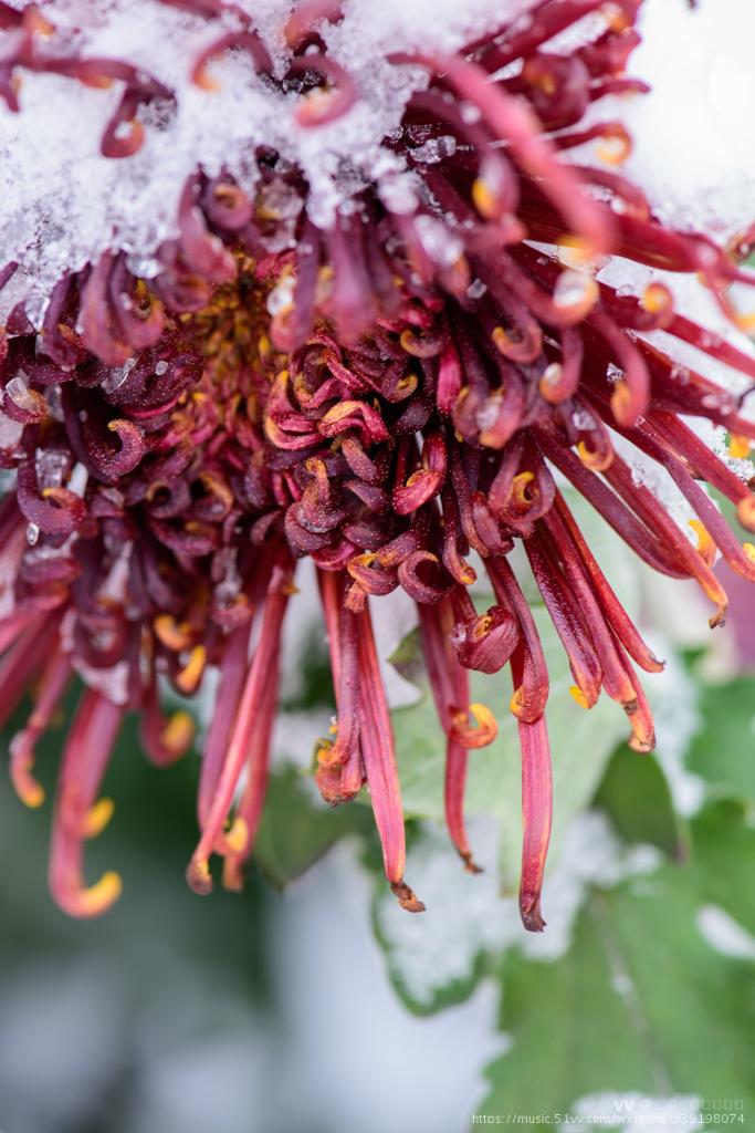 这时菊花开的正旺,巧巧的与雪相遇,雪菊花就这样唯美了初冬有点清冷的