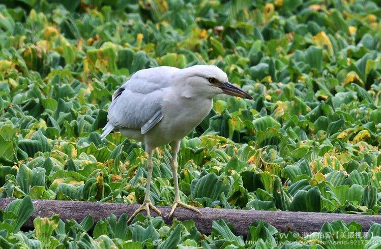 游侠拍客【美摄视界】
