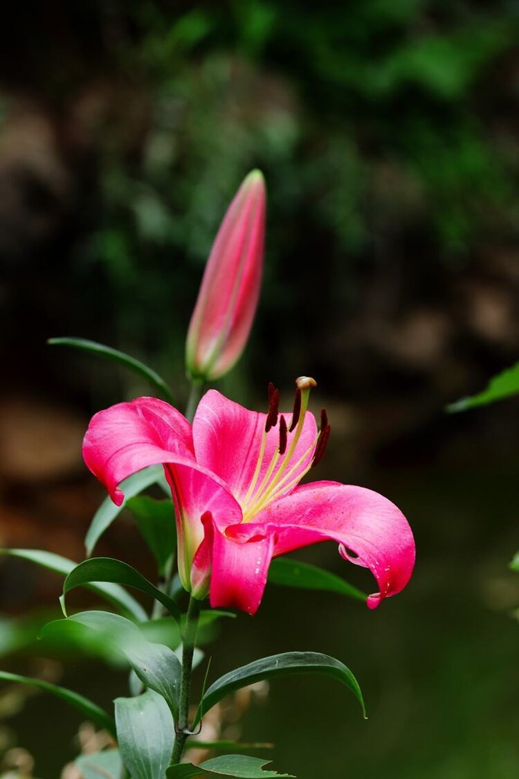 百合花开林清玄