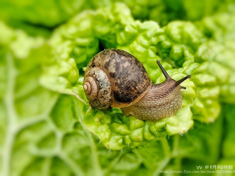 首发菜叶上的小蜗牛