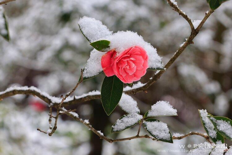 雪中山茶花一