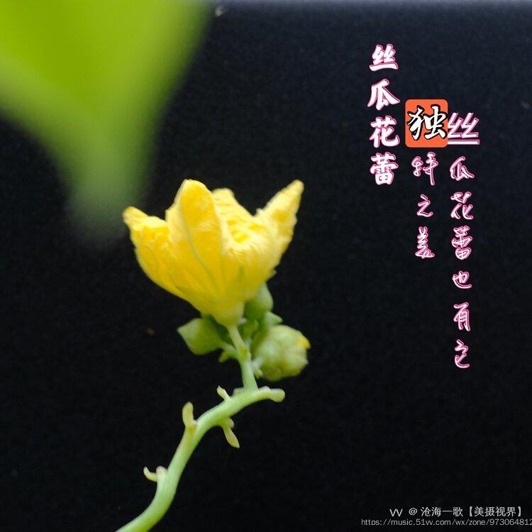 丝瓜花蕾独特美