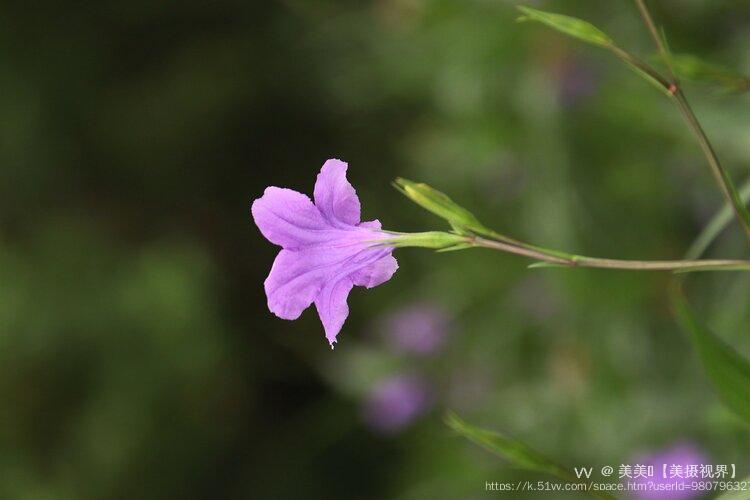 美美🍃【美摄视界】