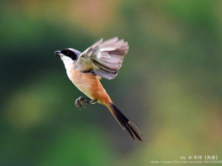 伯勞鳥