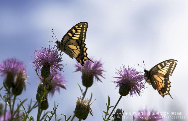 影丐书生（中国图库签约摄影师）