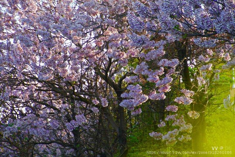 桐花万里光阴如昨