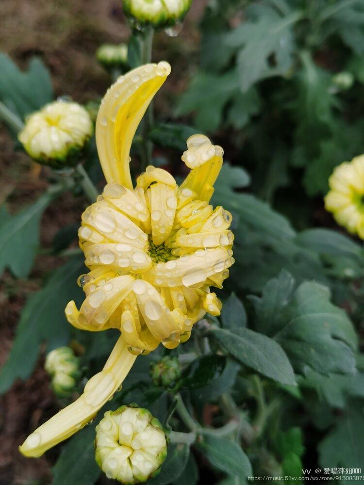 雨中菊花图片