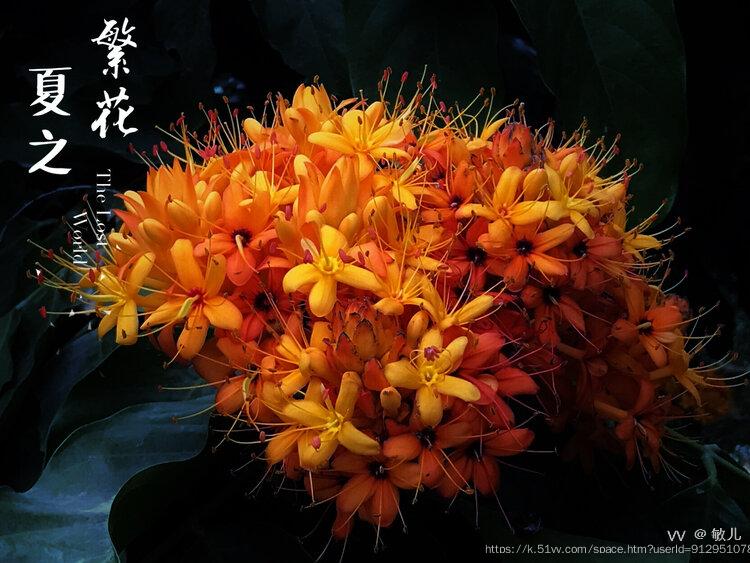 敏儿
