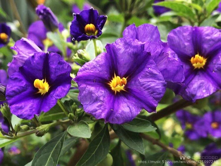 蓝花茄绽放枝头