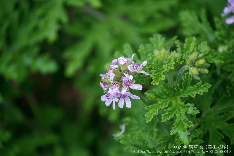 芳草地【美摄视界】