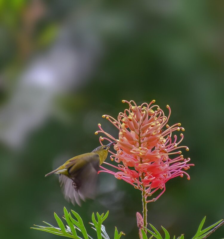 霁风花 百度百科图片