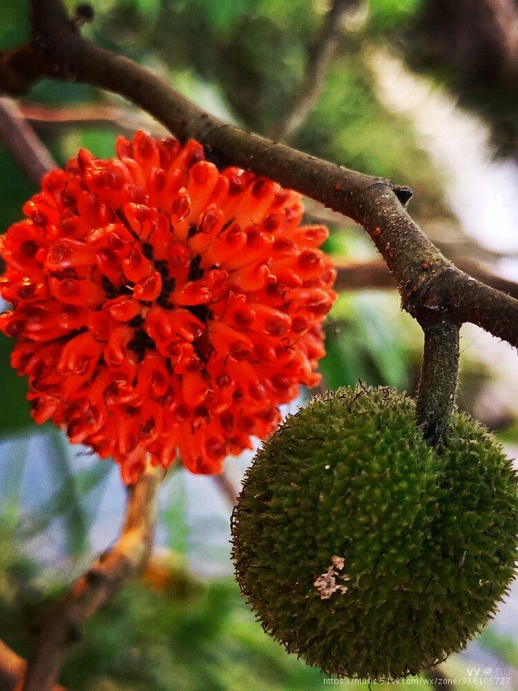 构树,别名楮桃等,为落叶乔木,高10 - 20m;树皮暗灰色;小枝密生柔毛.