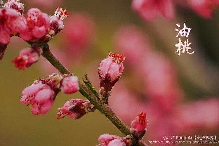 灼灼生輝四月初走進秦安劉坪,萬畝桃花盛開.梯田桃花漫山遍野.