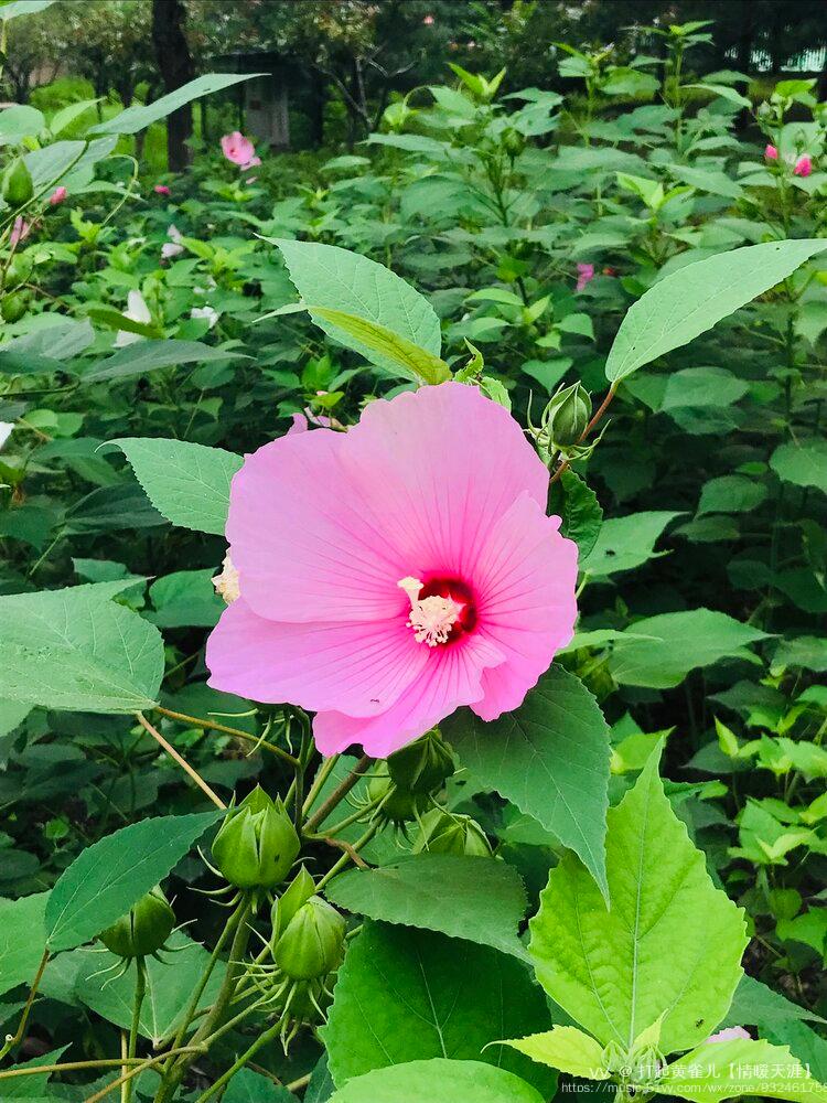 首发熠熠草芙蓉花开绿映红