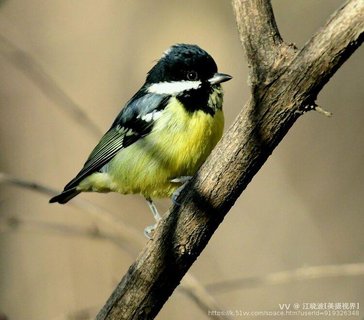 江晓波[美摄视界]