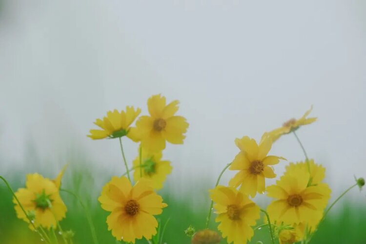 原创天地红尘家族 -红尘