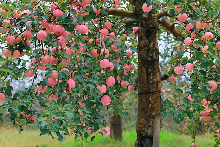 喜阴的水果树图片
