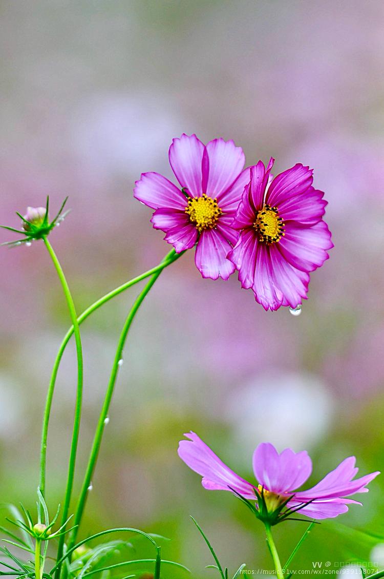 关于那些小草花②