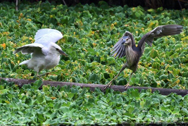 游侠拍客【美摄视界】