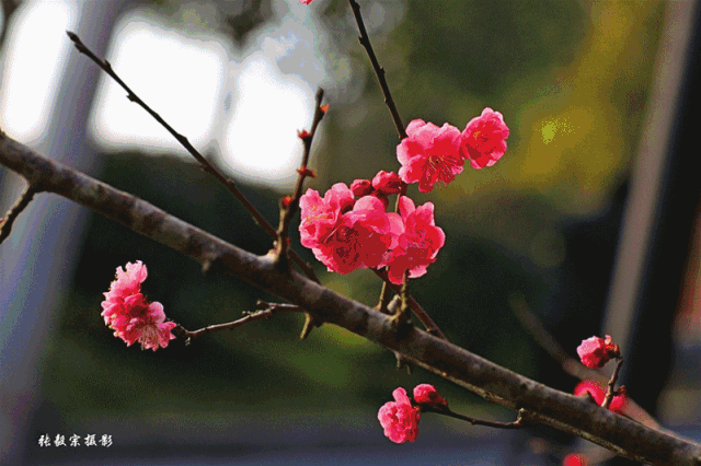 经年瞬间归零皑皑的白占领了人间雨滴凝结成花瓣顿时天地连成一片也许