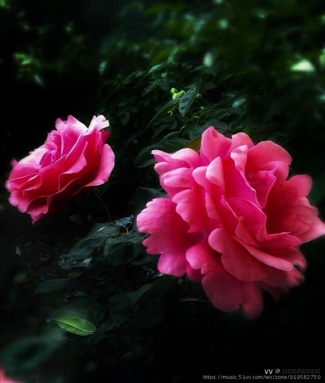 阿多尼斯花园里的玫瑰图片
