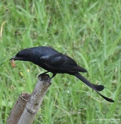 黑色好斗之徒乌秋鸟首发