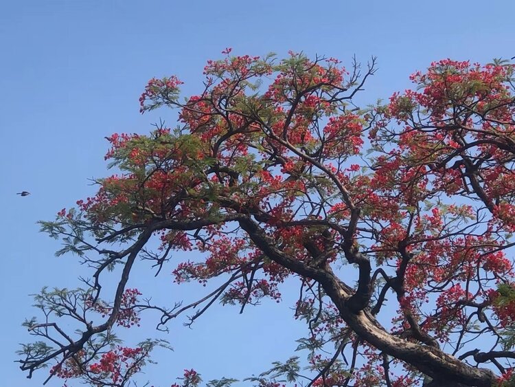 在樹枝上花若丹鳳之冠而得名因其葉如飛凰之羽廣東汕頭市的市花金鳳花