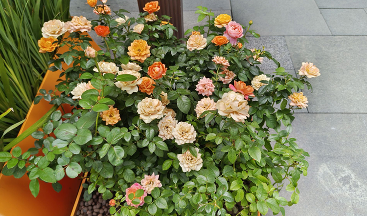 雪儿🎤V娱热点