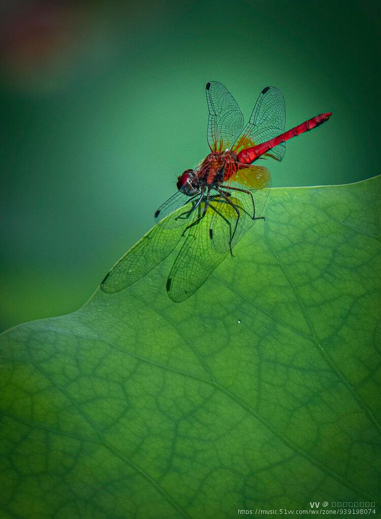 光影下的红蜻蜓