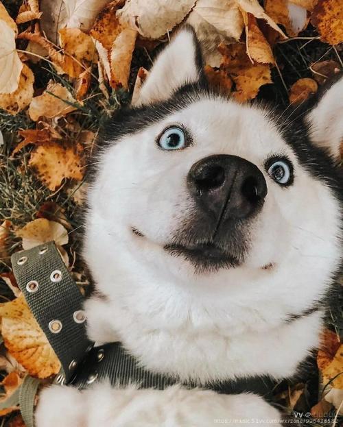 首发二哈的逗比日常