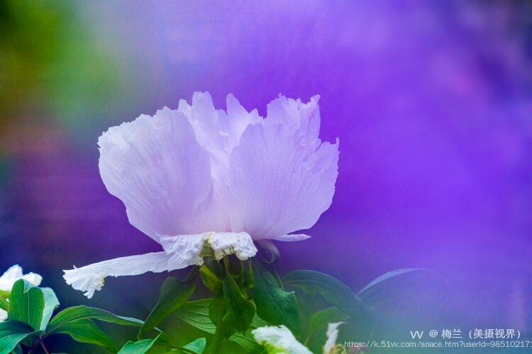 梅兰（美摄视界）