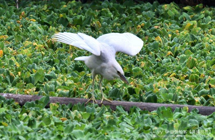 游侠拍客【美摄视界】