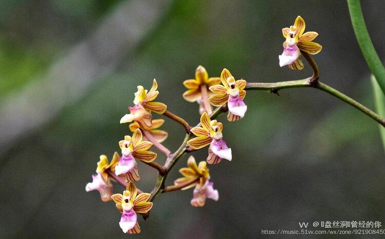 首发花城广州广东隔距兰