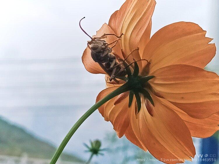 此蜂土名"葫芦头蜂"杀伤力极强,被叮咬后会肿得厉害,严重者有生命为