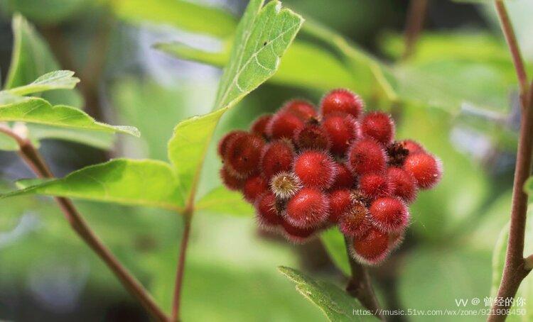 首发毛果算盘子