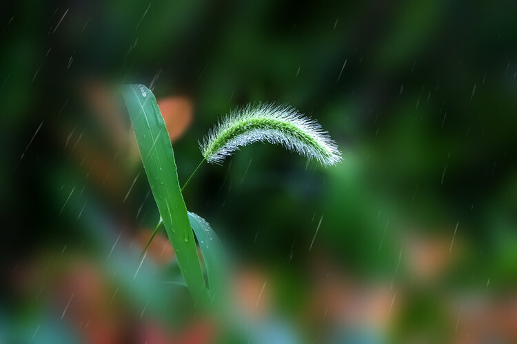 大雨天小草风景图片图片