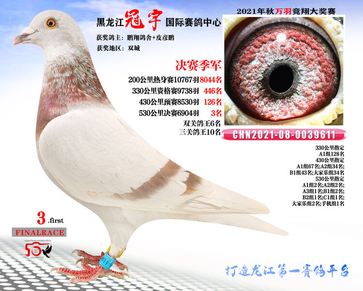 龙哥