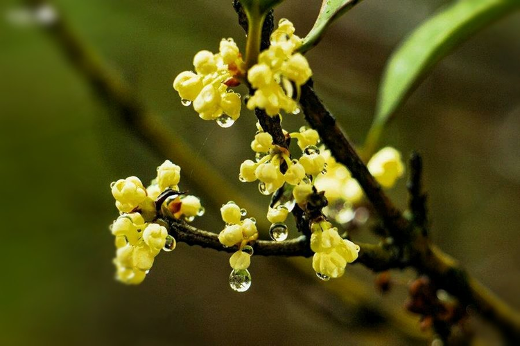 秋雨作者張愛玲