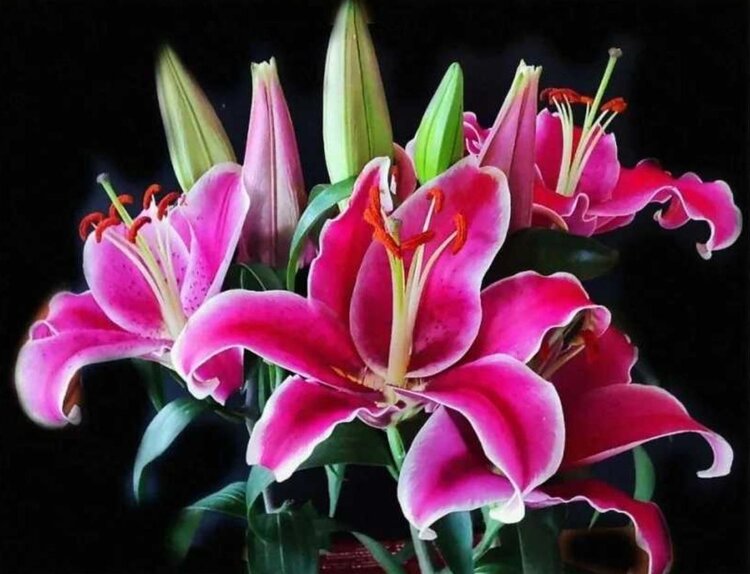 苏菲航