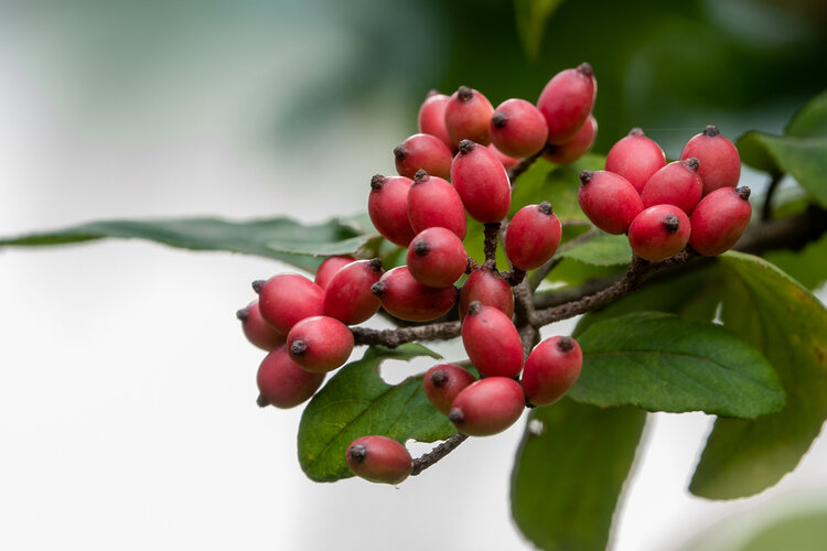 春花树果子图片