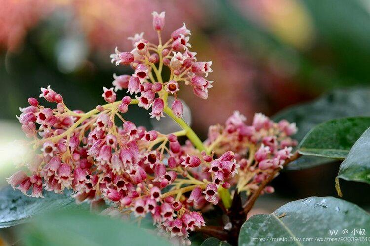 花城广州长柄银叶树