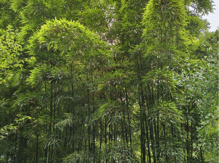 雪儿🎤V娱热点