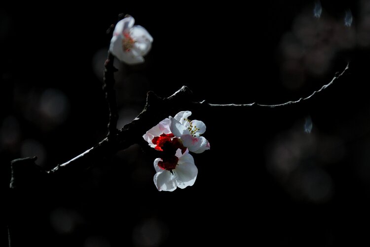 伊莎【朗诵专区】