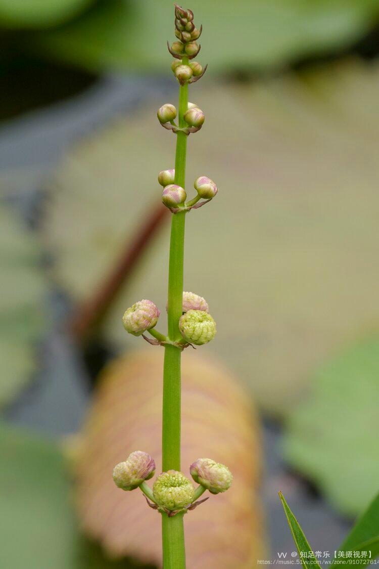 首发重瓣慈姑花