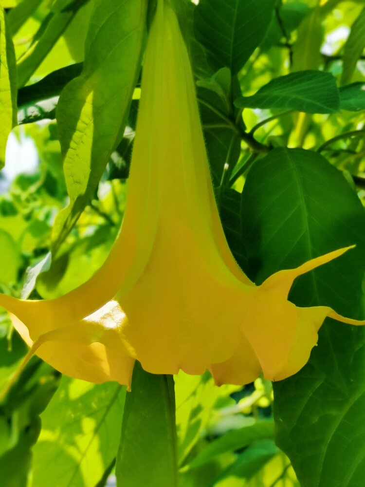 黄色曼陀罗花【首发】
