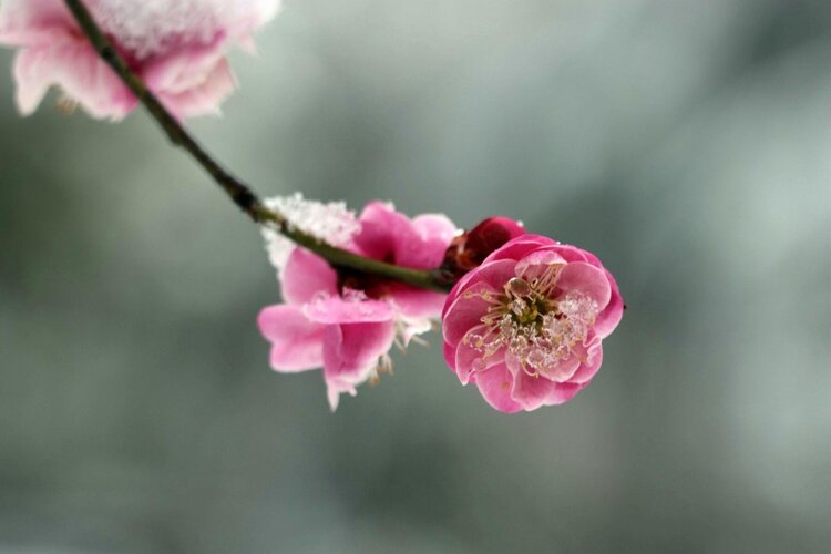 原创首发小梅香似初瑞雪空中舞