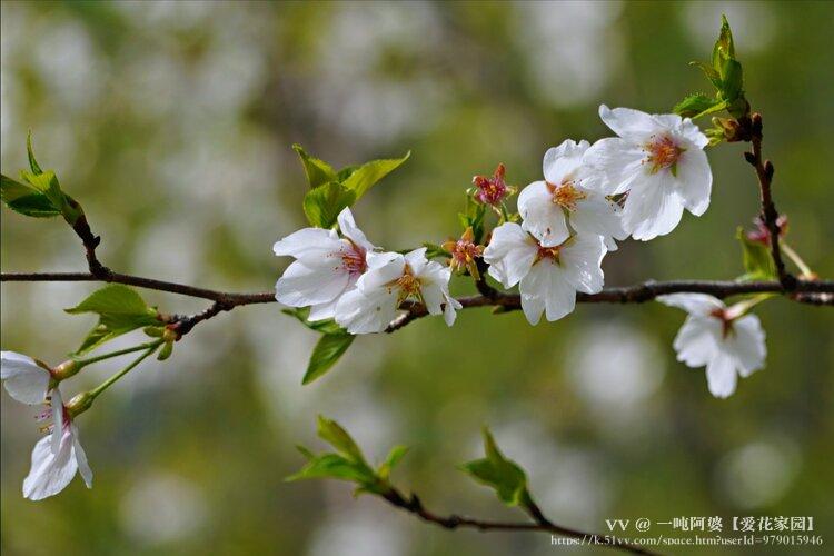 一吨阿婆【爱花家园】