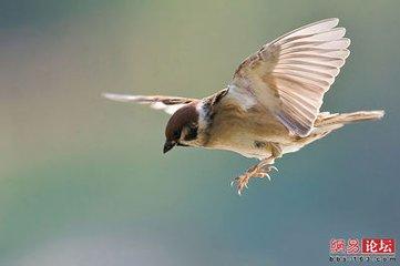 一只麻雀的故事