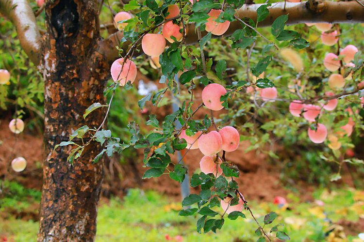 红苹果乐园平安吉祥