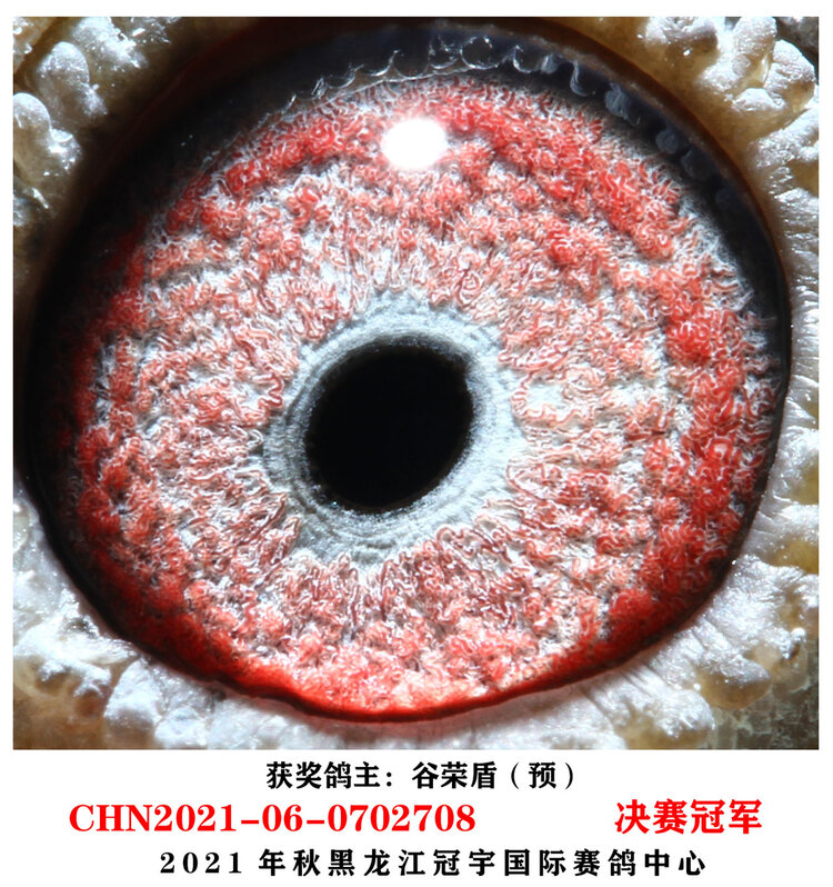 龙哥